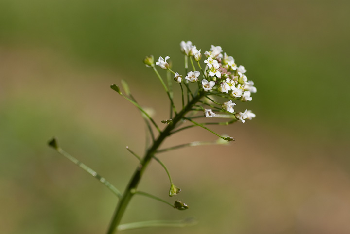 Capsella bursa-pastoris Medicus iYi