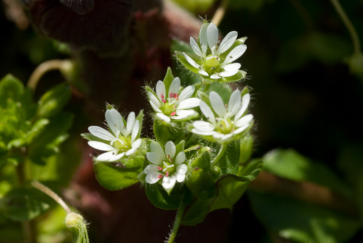 RnRx Stellaria media