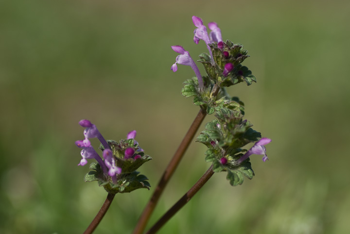 zgPmU Lamium amplexicaule