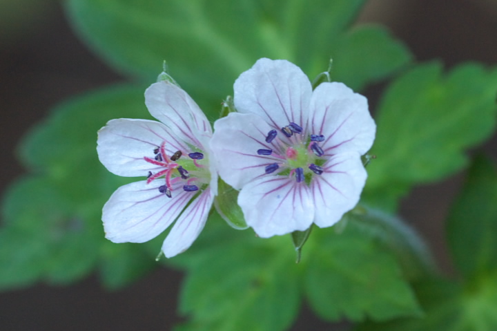 Geranium thunbergii QmVER 