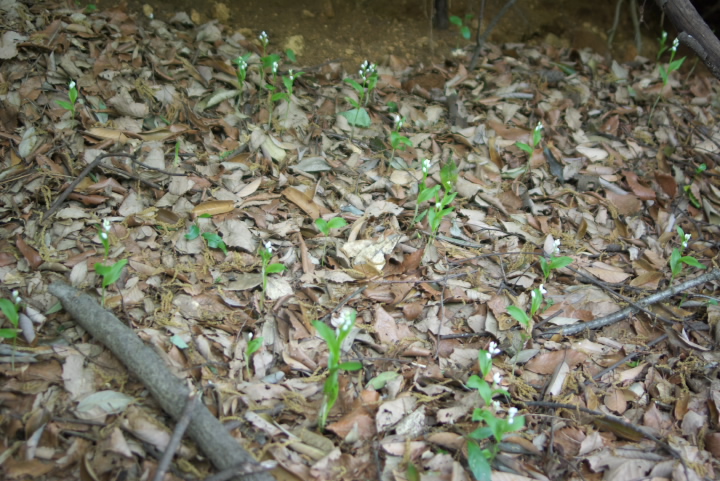 Cephalanthera erecta M 