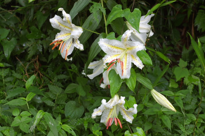 Lilium auratum } 