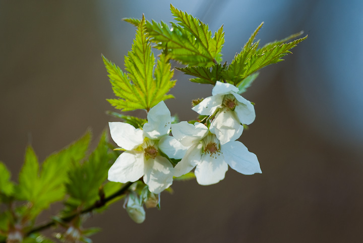 ~WC`S	Rubus palmatus