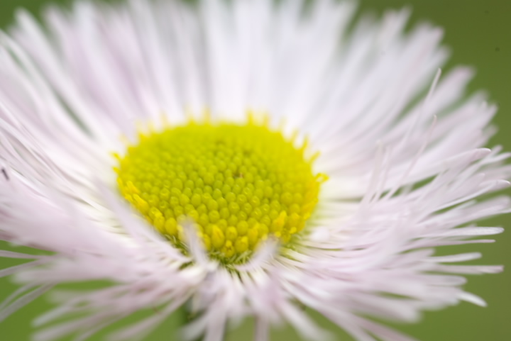 Erigeron philadelphicus  nWI 