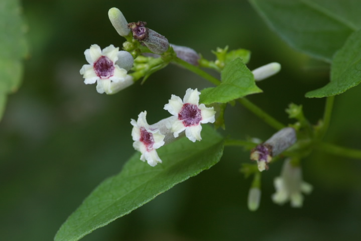 Paederia scandens wN\JY