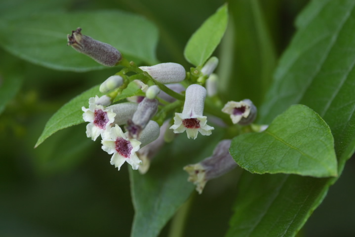 Paederia scandens wN\JY