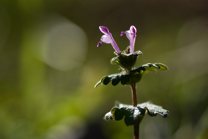 zgPmU Lamium amplexicaule