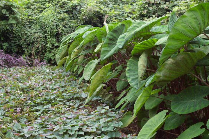 Petasites japonicus tL