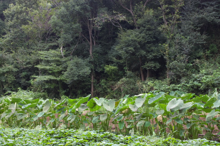 Petasites japonicus tL