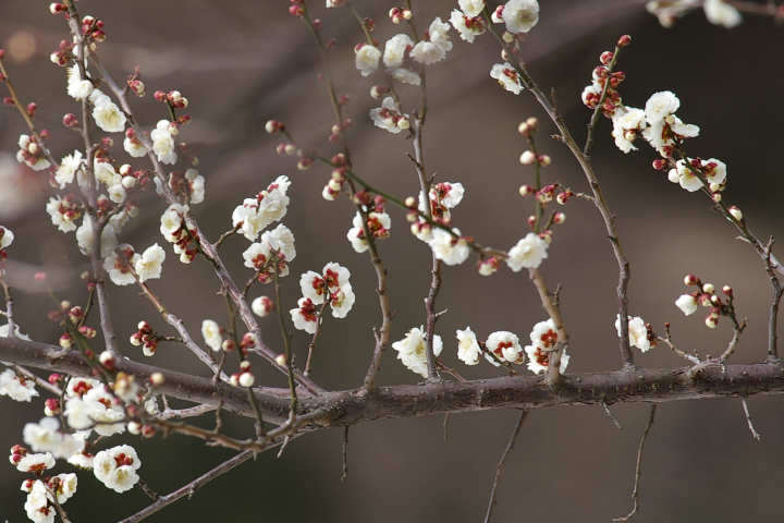 E Prunus mume