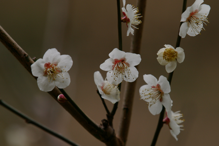 E Prunus mume