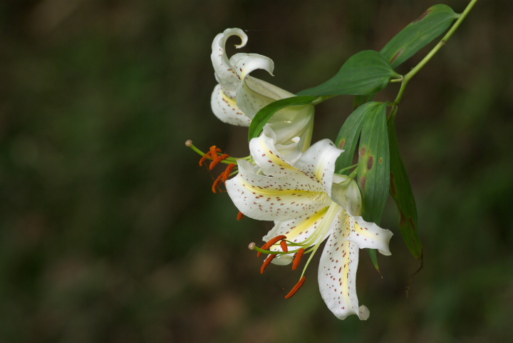 Lilium auratum } 