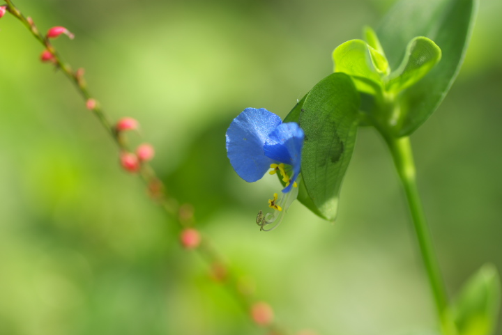 Commelina communis cNT