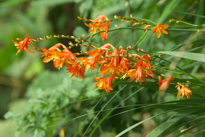 gu`A(qqIEMYCZjCrocosmia x crocosmiiflora 