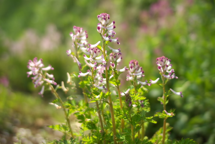 TLP} Corydalis incisa