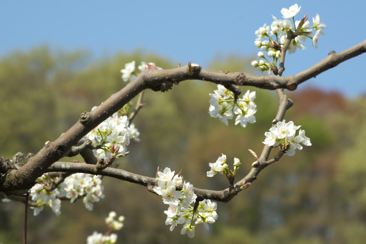 Pyrus pyrifolia var culta iV 