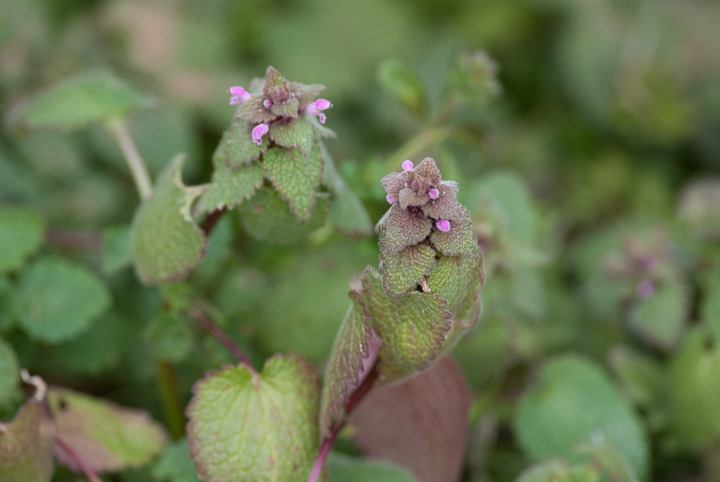 Lamium purpureum qIhR\E 