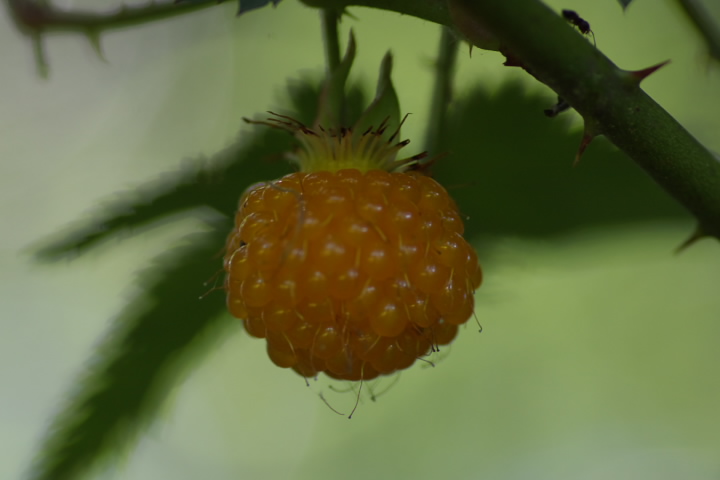 ~WC`S Rubus palmatus