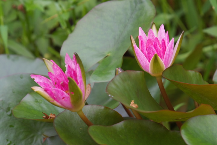 Nymphaea colorata XC