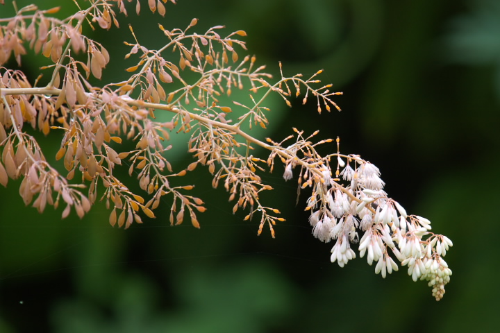 Macleaya cordata ^PjOT