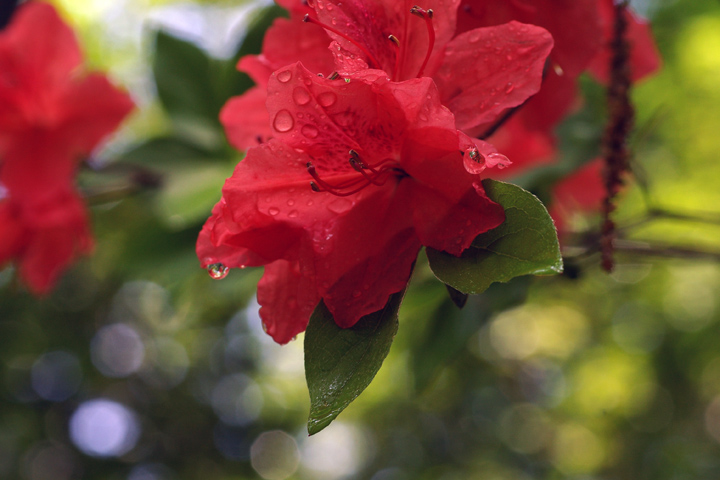 }ccW Rhododendron kaempferi Planch