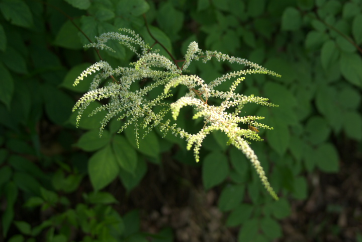 Astilbe thunbergii gAVVE}