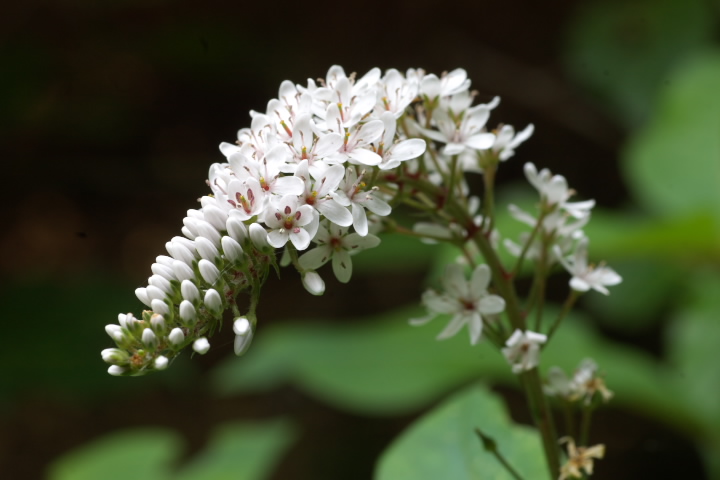 IJgmI Lysimachia clethroides