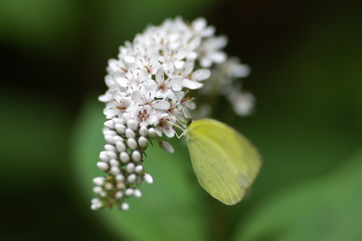 IJgmI Lysimachia clethroides