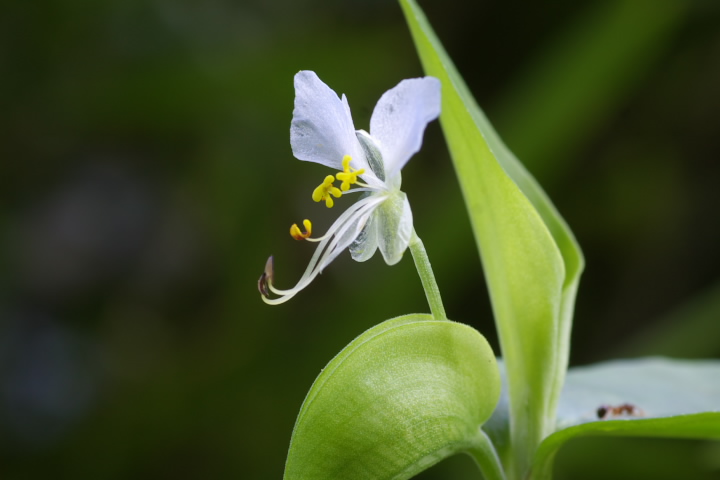 Commelina communis cNT 