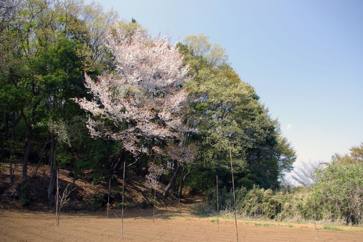 Prunus jamasakura }UN