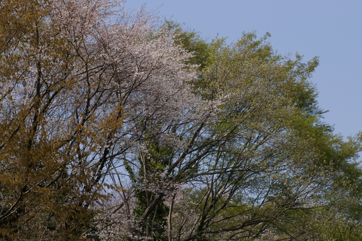 Prunus jamasakura }UN