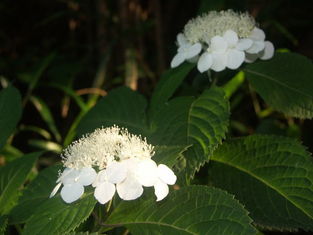 KNAWTC Hydrangea macrophylla form. normalis