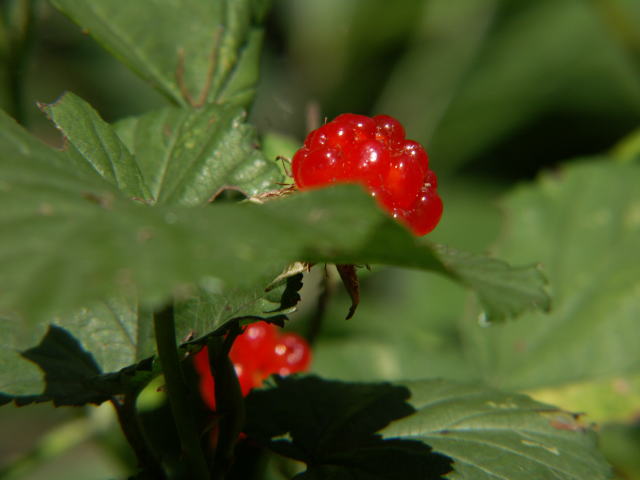 jKC`S Rubus microphyllus