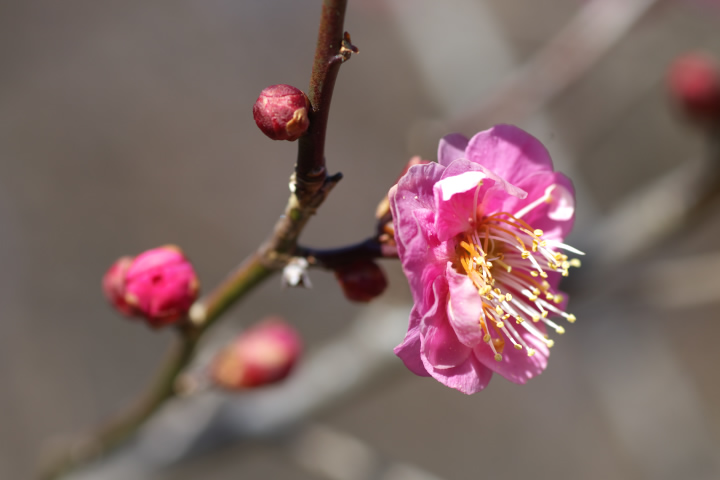 Prunus mume E Japanese apricot