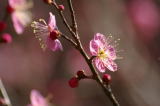 light pink Japanese apricot