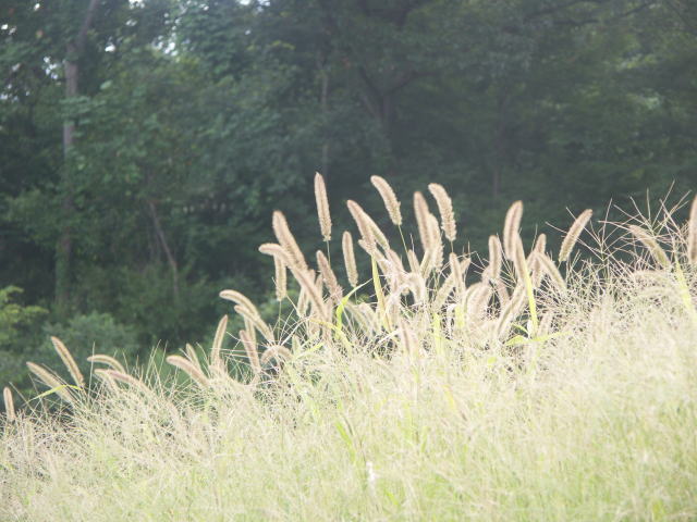 lRWV Setaria viridis