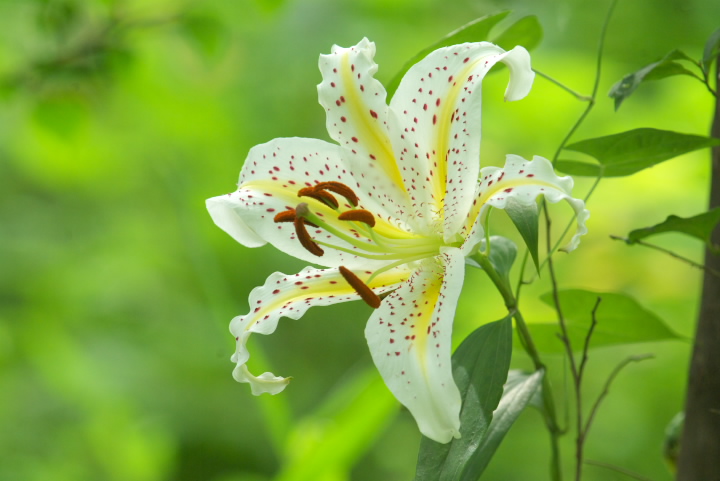 } Lilium auratum