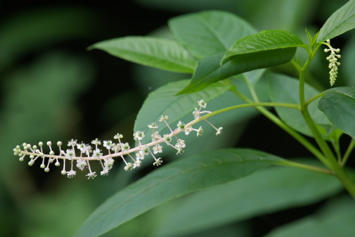 EV}S{E Phytolacca americana 