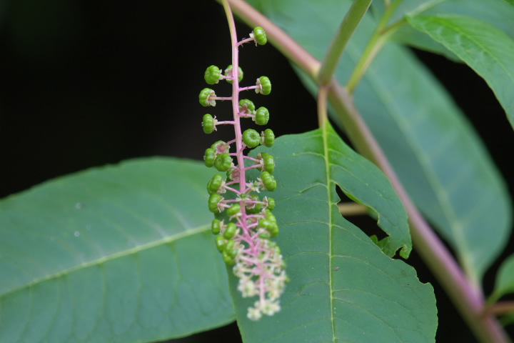 EV}S{E Phytolacca americana 