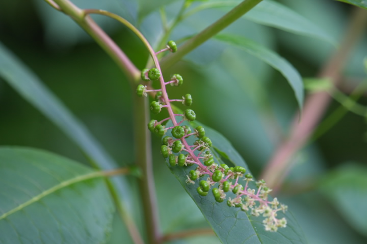 EV}S{E Phytolacca americana 