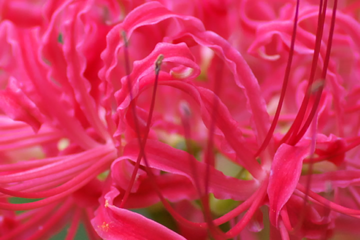 Lycoris radiata qKoi