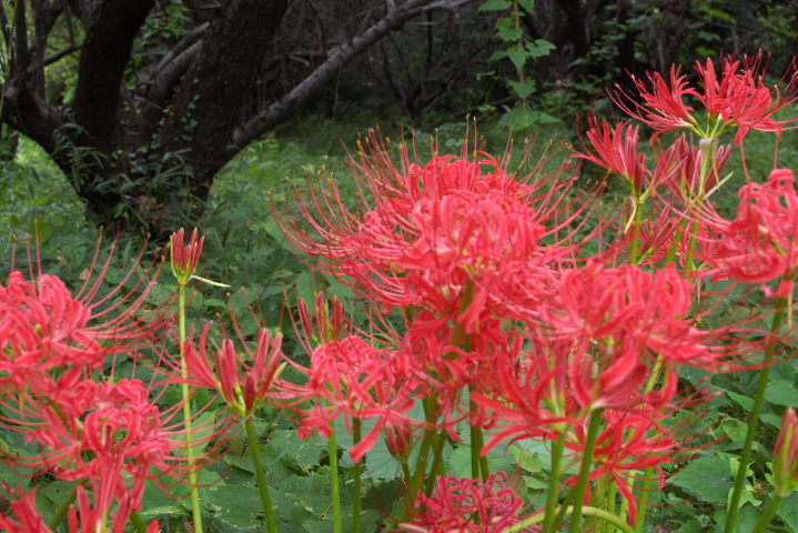 Lycoris radiata qKoi