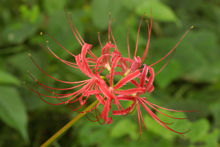 Lycoris radiata qKoi