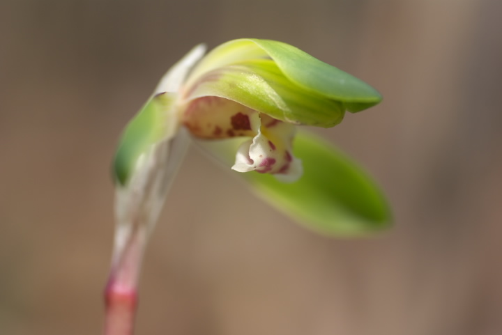 Cymbidium goeringii V