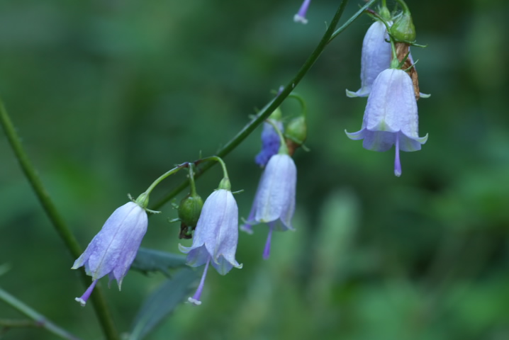 cKljW Adenophora triphylla 