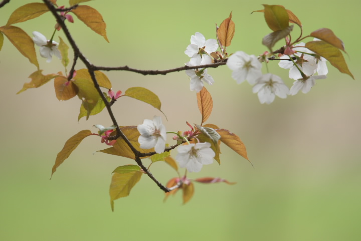 Prunus jamasakura }UN 