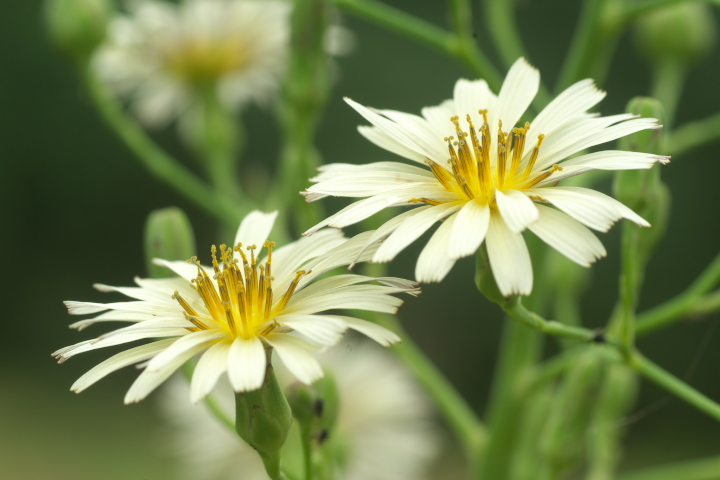 Lactuca indica ALmmQV