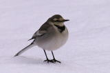 Black-backed_Wagtail