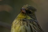 Black-faced_Bunting