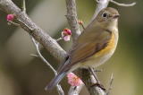 Red-flanked_Bluetail_female